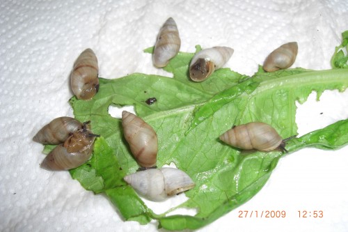 BULIMULIDAE 025 un C.jpg