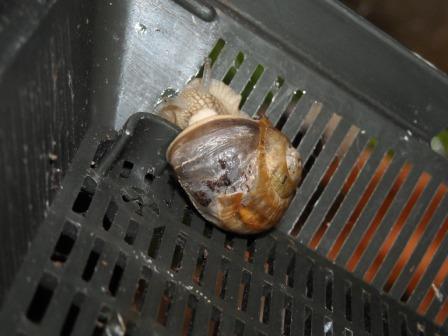 päppelEi 030.jpg