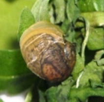 Schnecki_groß.jpg