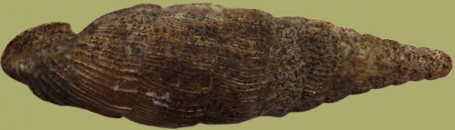 clausilidae_spec_1b.jpg