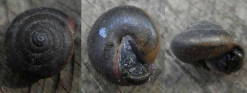 schnecke_X_110703.jpg
