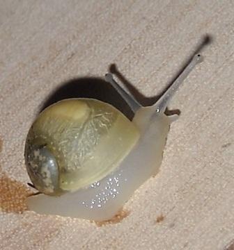 klein7.jpg