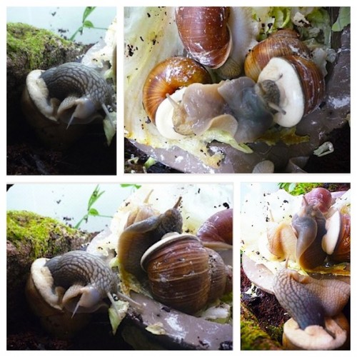schnecken.jpg