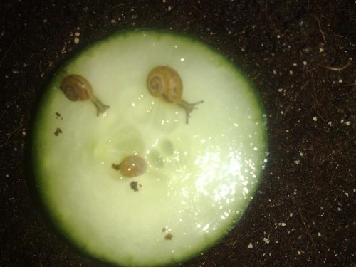 20092012771 - Kopie.jpg