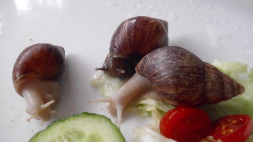 schnecken.jpg