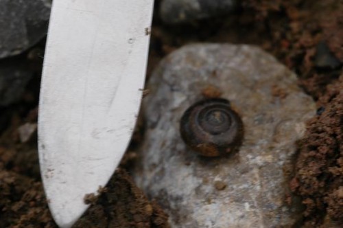 DSC_4239 Glanzschnecke, Zonitidae 20 %.JPG