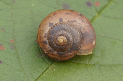 Laubschnecke.jpg