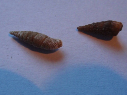 PA061679.jpg