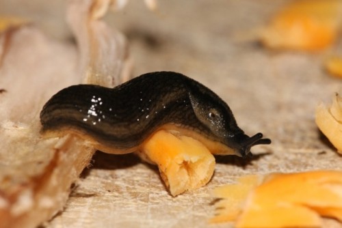 IMG_5591 Arion hortensis.jpg