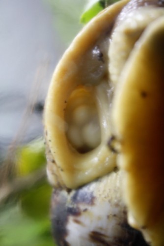 Reticulata, Eier.jpg