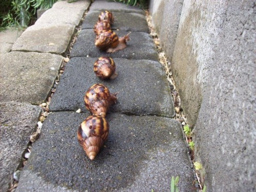 wennschnecken.jpg