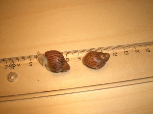 CIMG7399.JPG