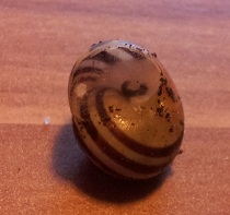 Schneckenhaus Schicht.jpg