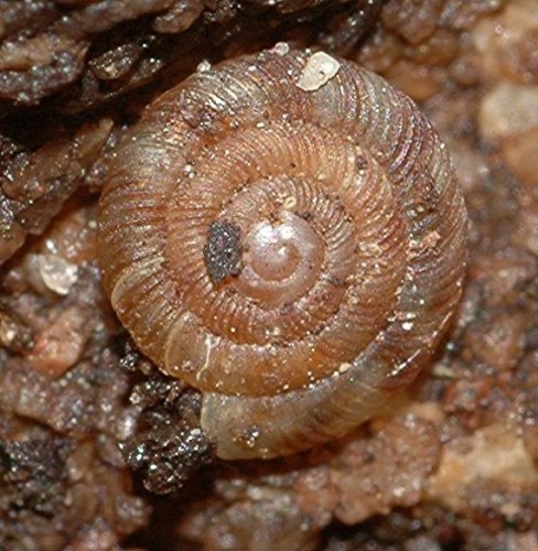 DSC_2633 Schnecke, Ausschnitt, Schärfe 99 %.JPG