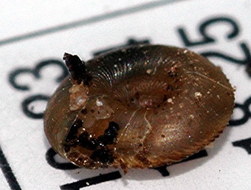 DSC_2635 Schnecke, Ausschnitt, Licht, Schärfe.jpg