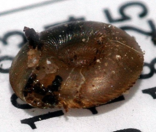DSC_2636 Schnecke, Ausschnitt, Licht, Schärfe.jpg