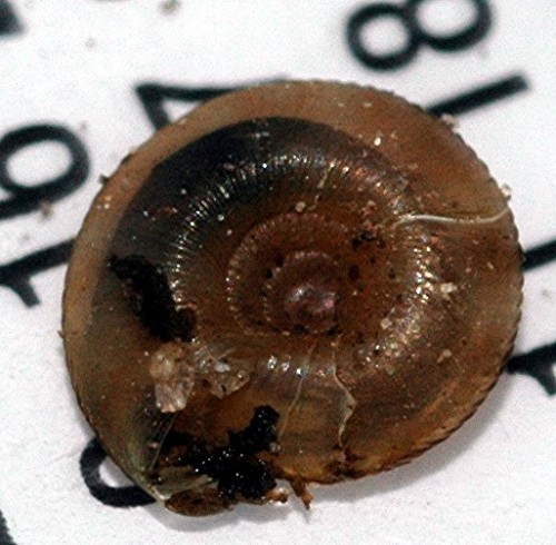 DSC_2637 Schnecke, Licht, Schärfe.jpg