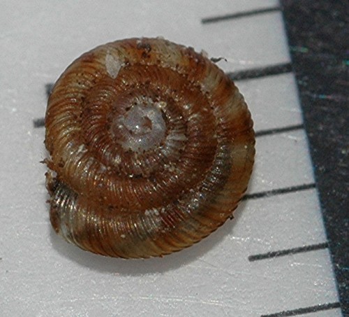 DSC_2638 Schnecke, Ausschnitt, Kontrast, Schärfe.jpg
