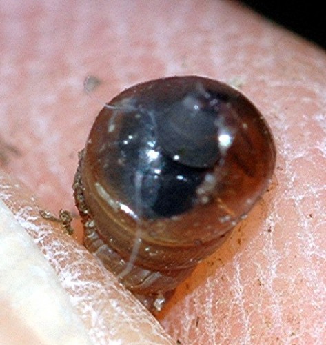 DSC_2651 Schnecke, Ausschnitt, Licht, Schärfe.jpg