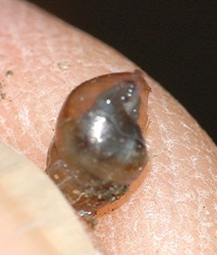 DSC_2652 Schnecke, Ausschnitt, Kontrast, Schärfe.jpg