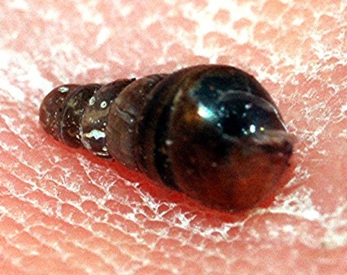 DSC_2653 Schnecke, Ausschnitt, Kontrast, Schärfe.jpg