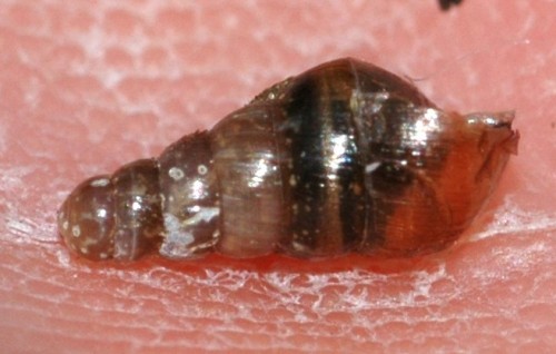 DSC_2654 Schnecke, Kontrast, Schärfe.jpg