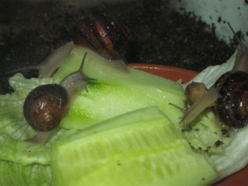 Die kleinen Cornus2.JPG
