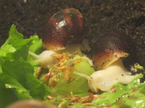 White Jade beim Futtern.JPG