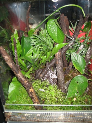 Pleurodonte isabella Terrarium.jpg