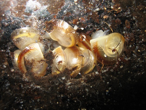 Caracolus marginella Schlupf.jpg