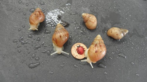 A. Fulica White Jades.JPG