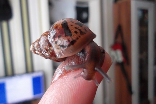 SAM_1540 - Kopie.JPG