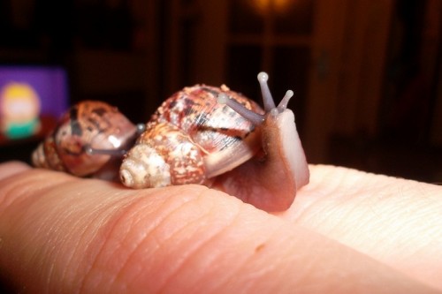 SAM_1487 - Kopie.JPG