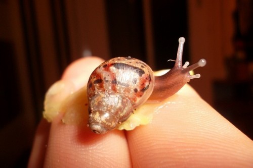 SAM_1389 - Kopie.JPG