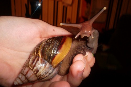 SAM_1335 - Kopie.JPG