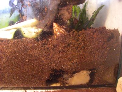 Schnecke baut.jpg
