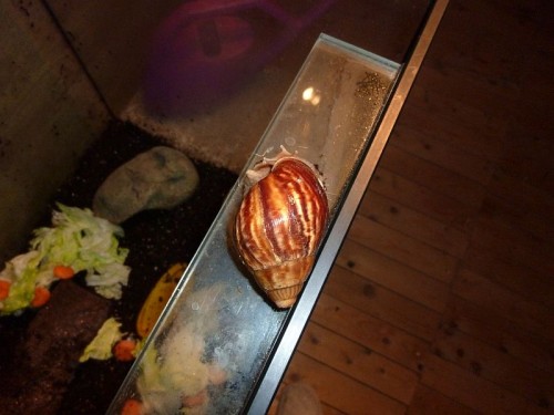 P1000726_1.jpg