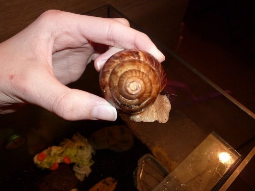 P1000729_1.jpg