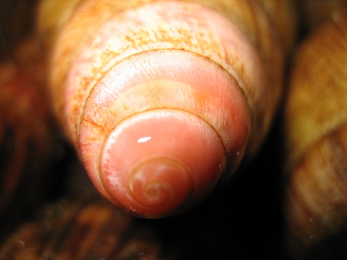 Apex Arch.marginata.jpg