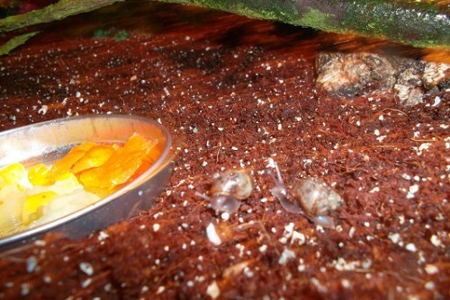 SAM_1211 - Kopie.JPG