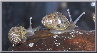 Schnecken003.jpg