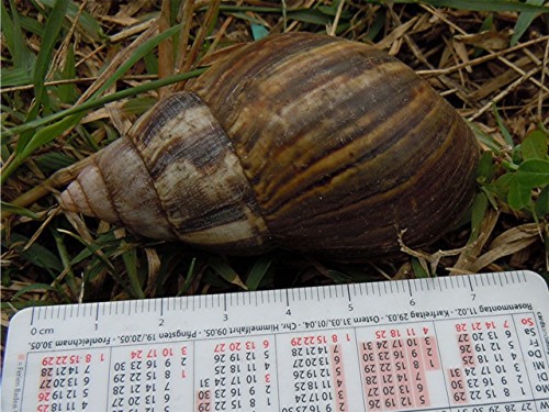 DSCN4086 Ausschnitt, Schärfe, klein.JPG