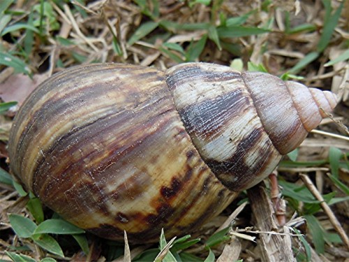 DSCN4082 Schnecke, Ausschnitt, Schärfe, klein.JPG