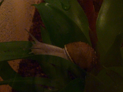 P1030629a.jpg