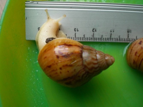 CIMG7463.JPG