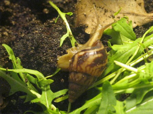 Limmicolaria.JPG