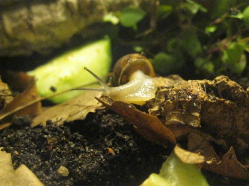 Eobania Becken2.JPG