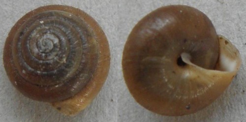 schnecke_michna_kleiner.jpg