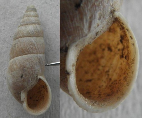 schnecke_michna_15.jpg