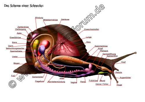 Schnecken Schema_c.jpg